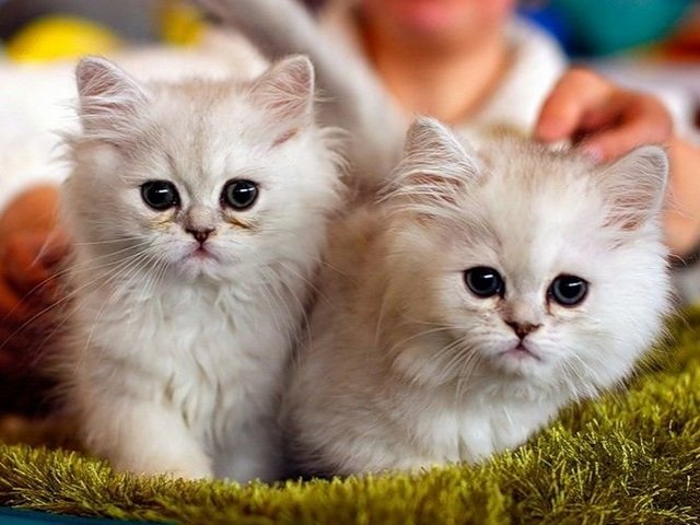 Породы кошек в Верхотурье | ЗооТом портал о животных