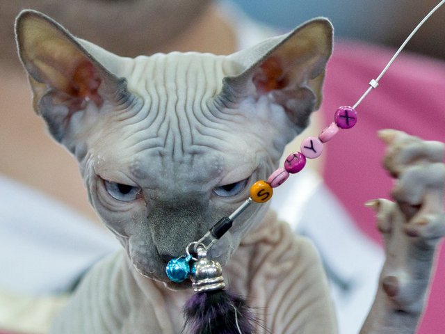 Выставки кошек в Верхотурье | ЗооТом портал о животных