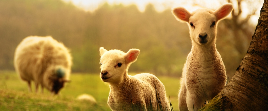 Объявления о сельскохозяйственных животных | ЗооТом - продажа, вязка и услуги для животных в Верхотурье