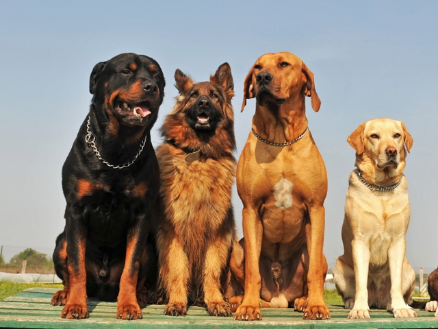 Крупные породы собак в Верхотурье | ЗооТом портал о животных