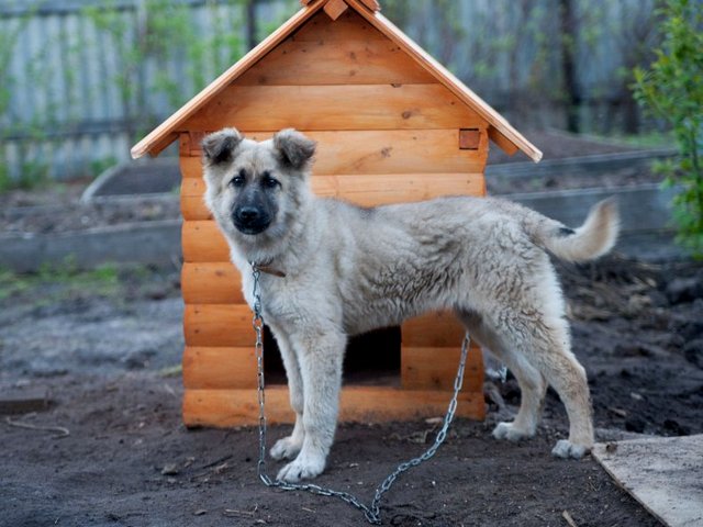 Все о собаках в Верхотурье